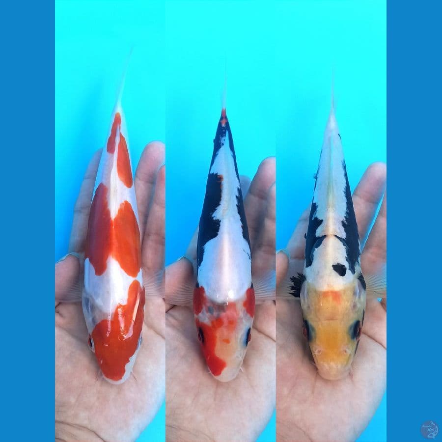MIX TRIO 4 : KOHAKU DOITSU - BENIKUMONS 20-21CM