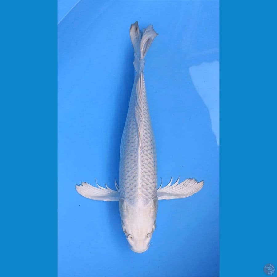 KUMPAY PLATINUM.CURLY 41CM