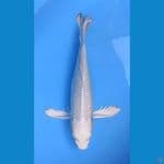KUMPAY PLATINUM.CURLY 41CM