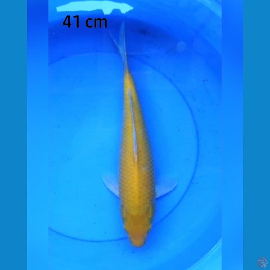 Karashi mata merah 41 cm