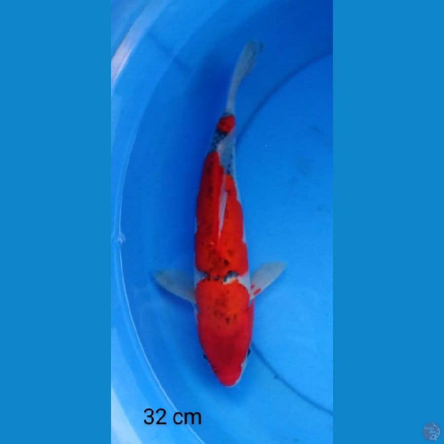goshiki strong 32 cm