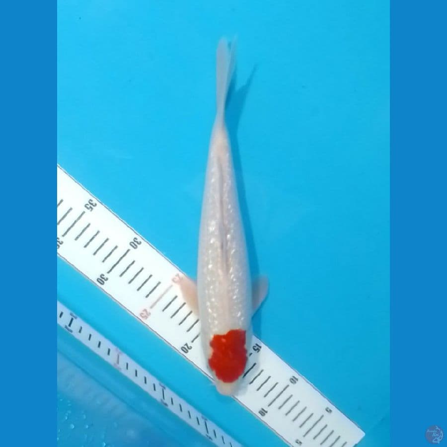 Tancho Kohaku Ginrin 30cm (F)