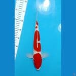 HQ 4step Kohaku 34cm (M)