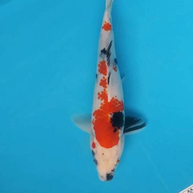 Showa tategoi