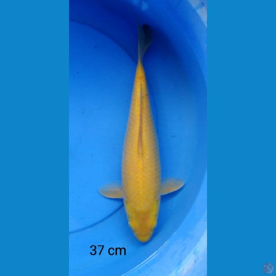 karashi punuk mm 37 cm