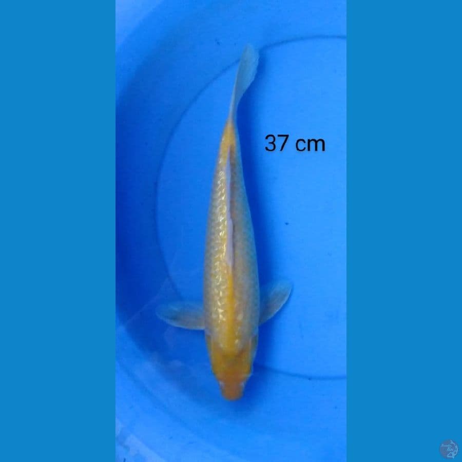 karashi ginrin male 37 cm