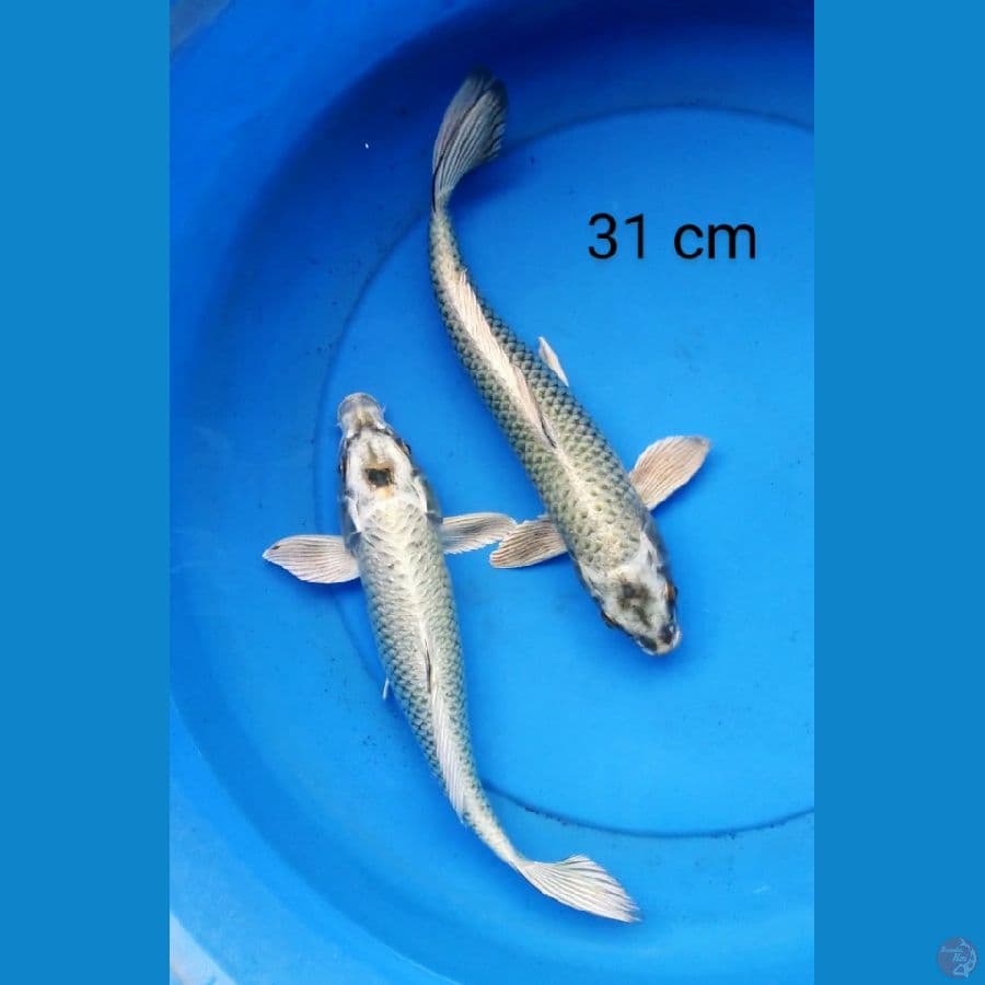 duo mukashi 31 cm