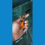 showa sansoku size 14 cm