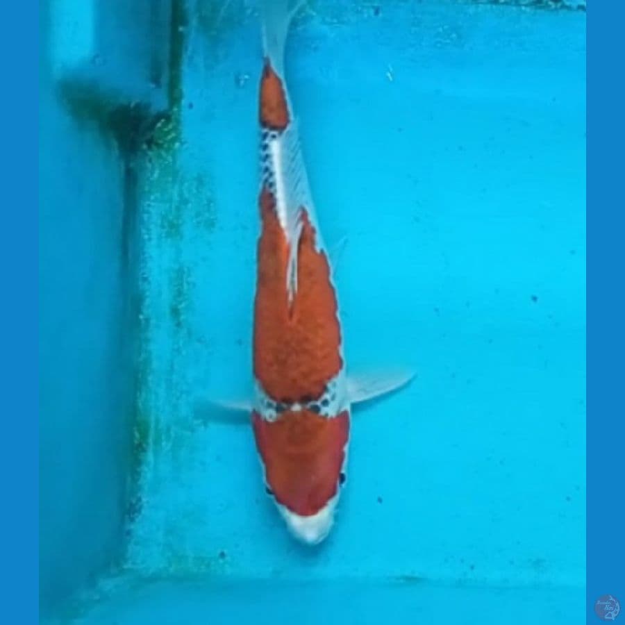 Goshiki 24cm