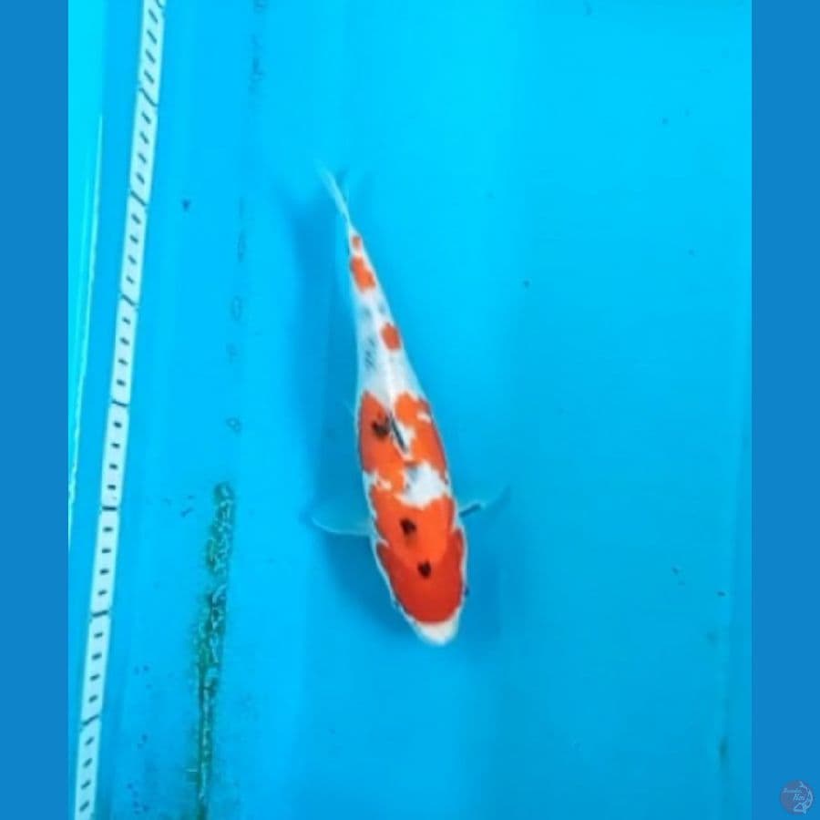Sanke 26cm