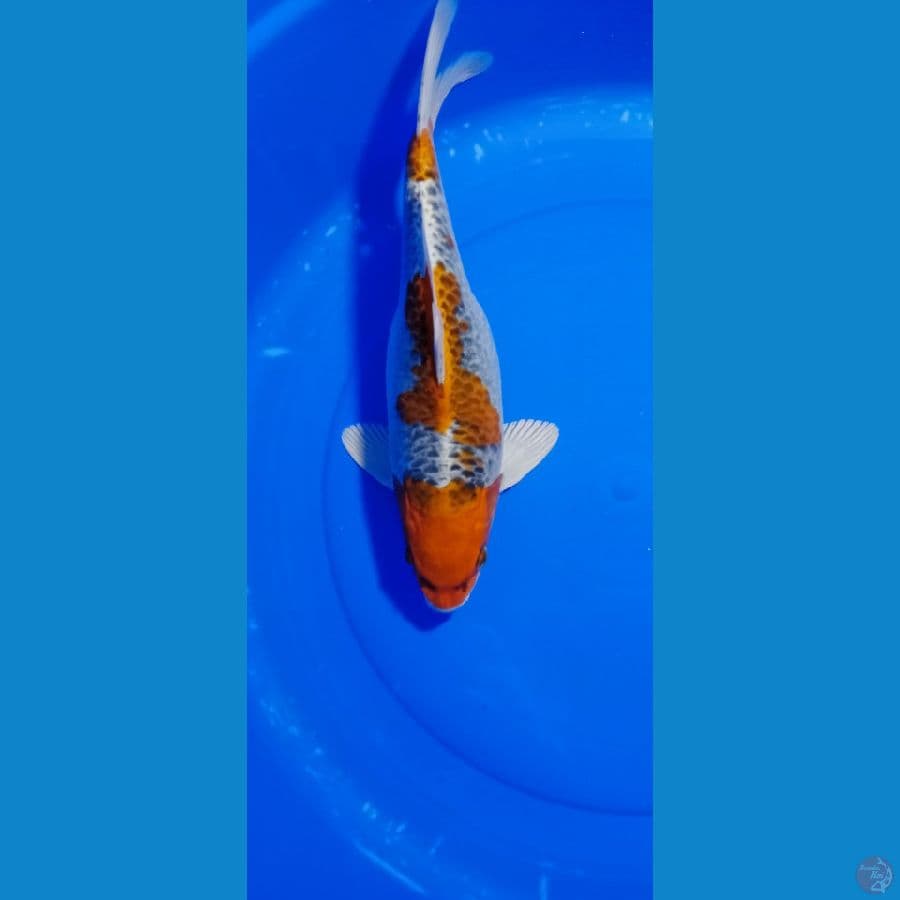 KUJAKU 38 CM