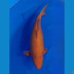 Caramel SQ 51cm 