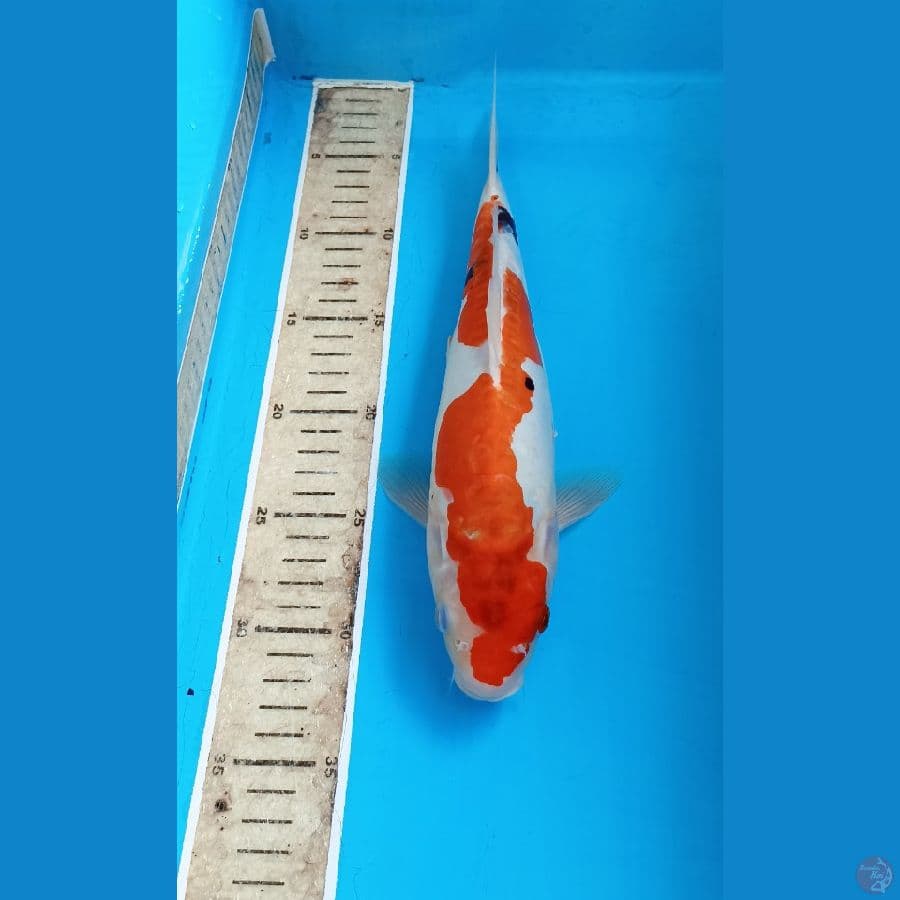 Showa doit 30cm