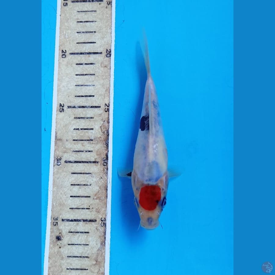 Tc showa doit 15cm