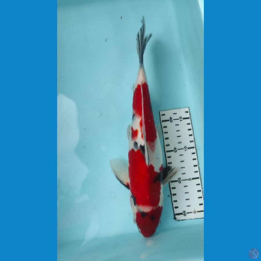 Showa 31cm