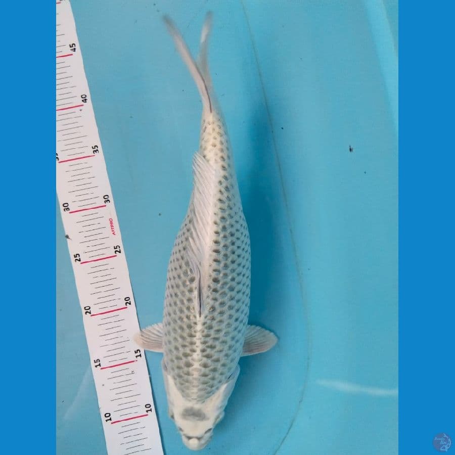 mukasi 36cm