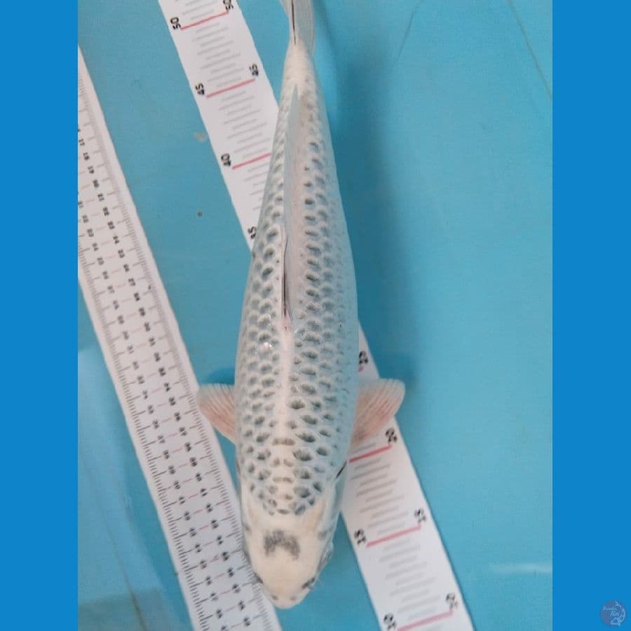 mukasi 35cm