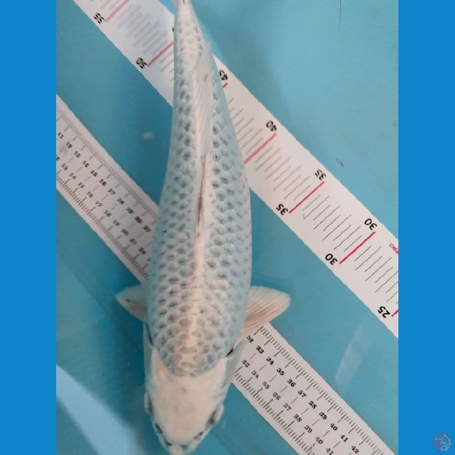 mukasi 35cm
