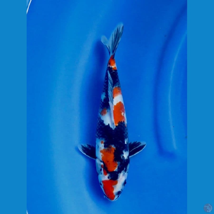 29cm , Red Showa