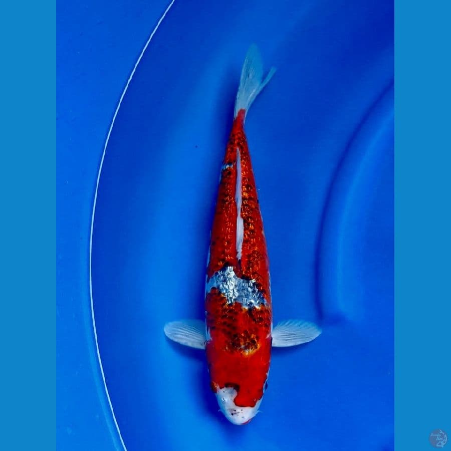 40cm Goshiki Jumbo