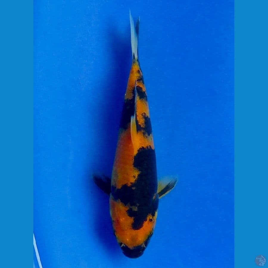 18cm , Ki Showa