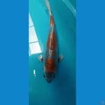 beni gingga 43cm/m munuk