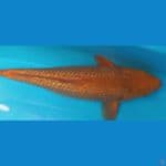 caramel ginrin 40cm fukurin ok