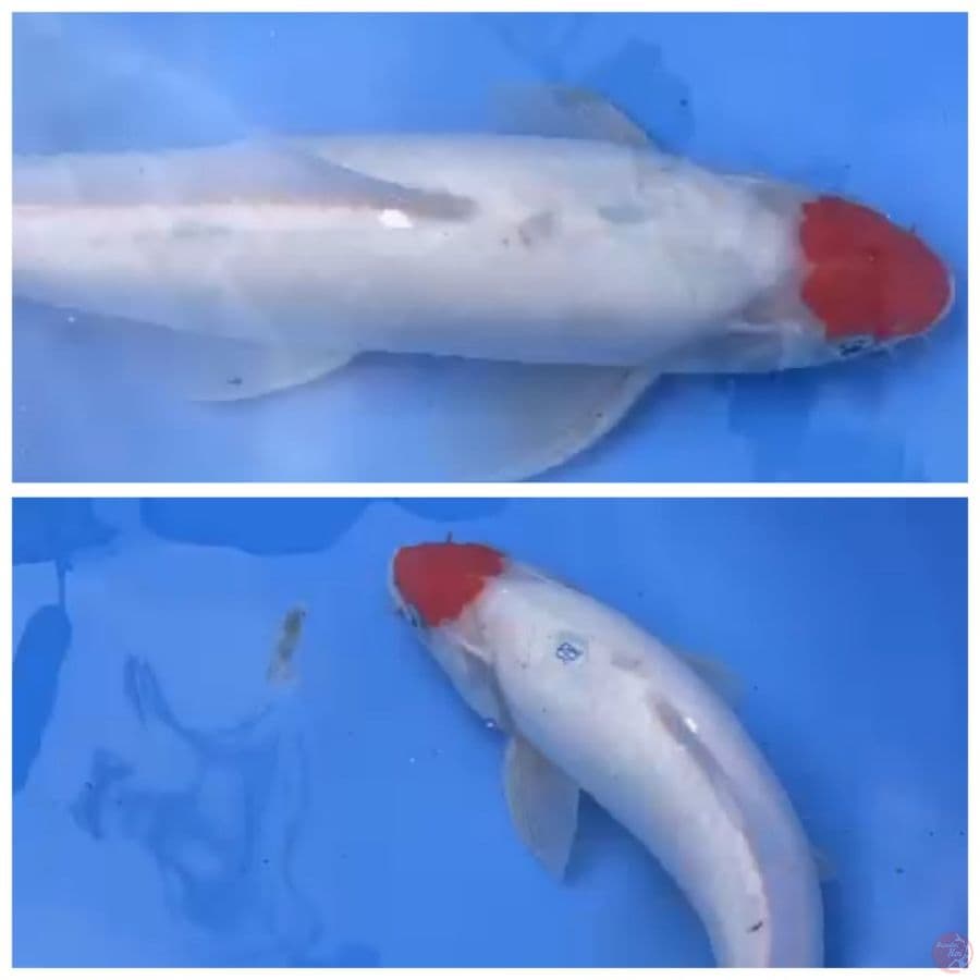 tancho kohaku jantan munuk