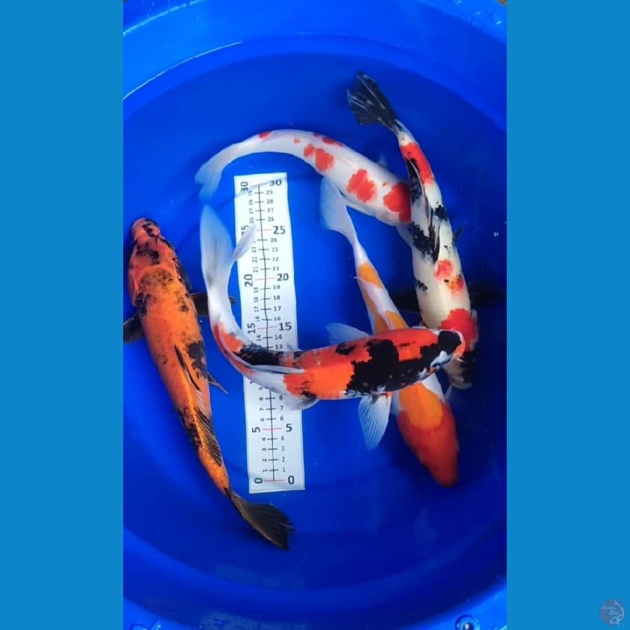Showa Mix kohaku 30-35cm 5 ekor