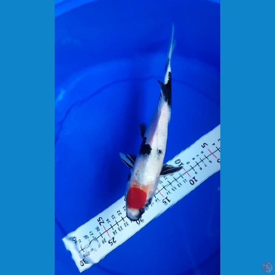 Tancho Showa Jantan 27cm