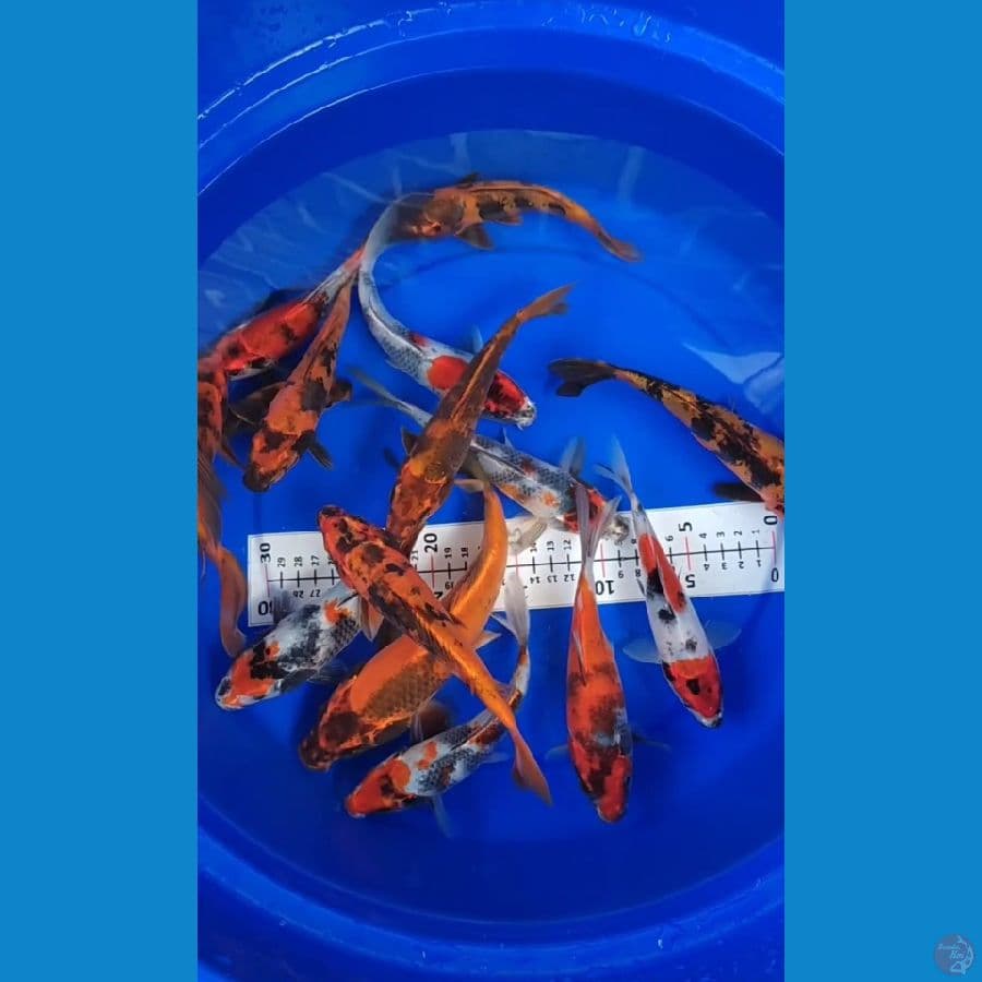 Kin Showa mix 17-24cm 15 ekor