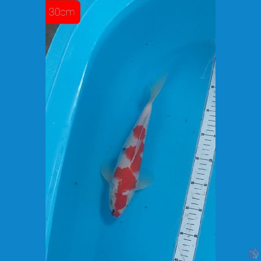 showa 30cm