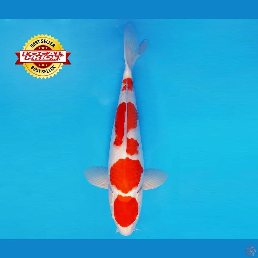 BANZAI 2 ~ Kohaku 38 cm/fm ™