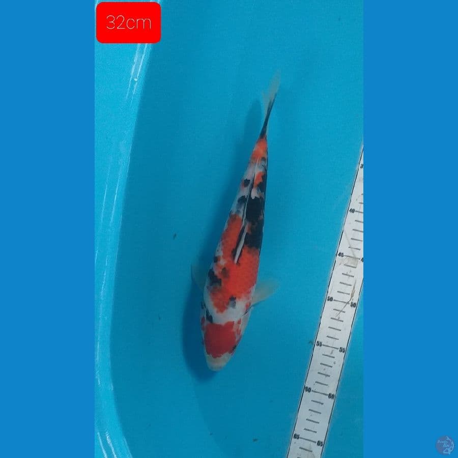 marùten 32cm