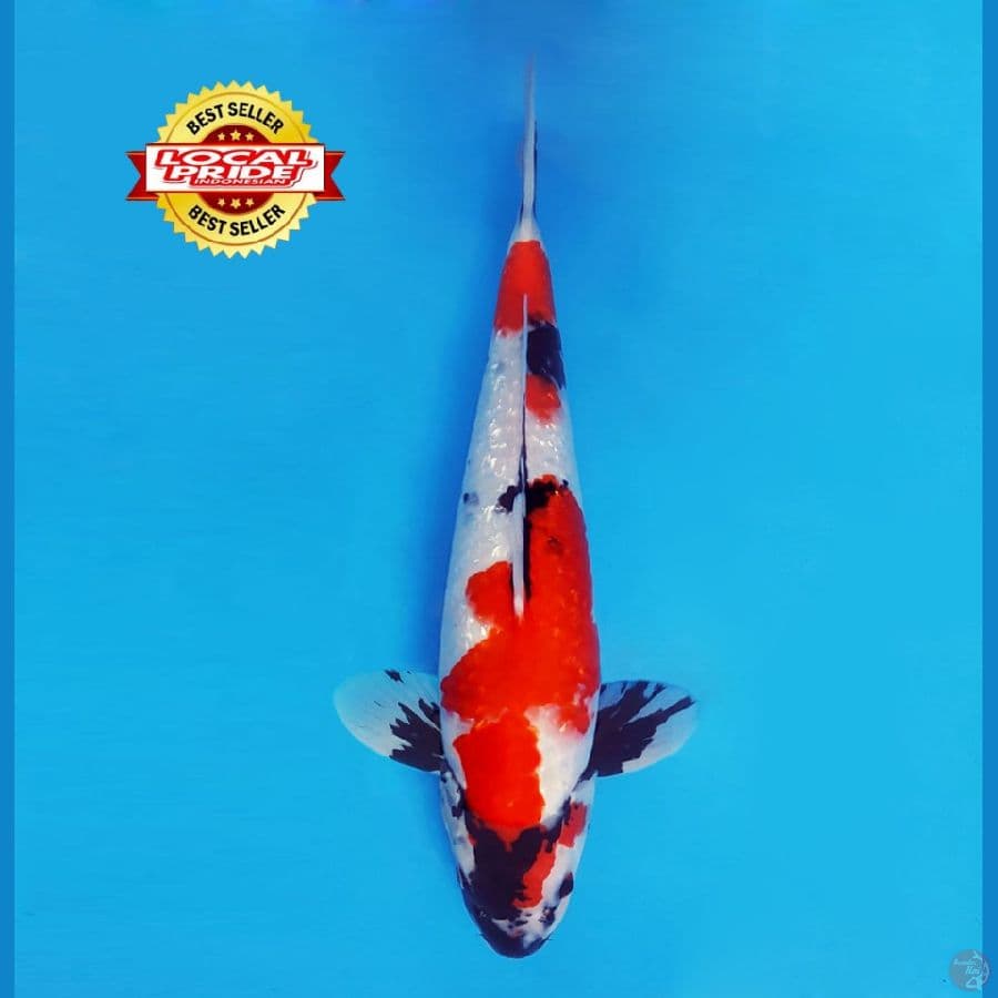 BANZAI 3 ~ Shiwa Evolution Gin Rin 39 cm/fm ™