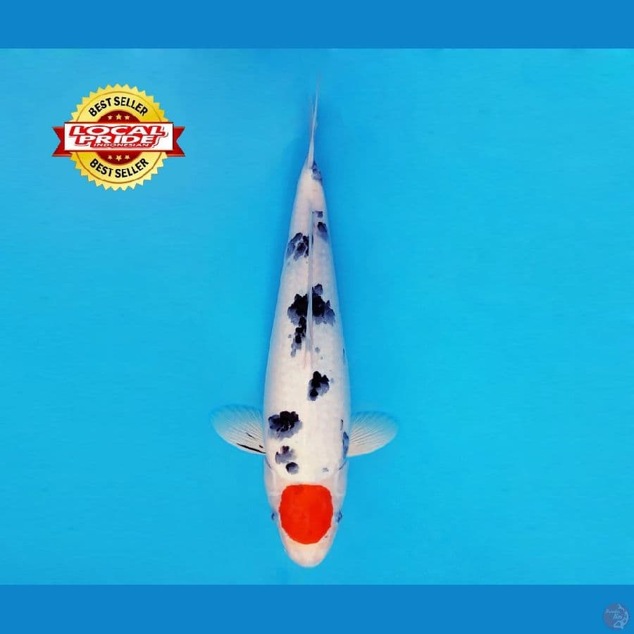 BANZAI 4 ~ Tancho Sanke 40 cm/fm ™