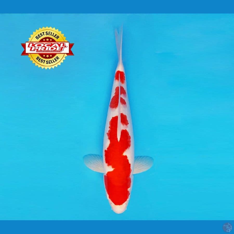 BANZAI 10 ~ Kohaku 35 cm/male ™