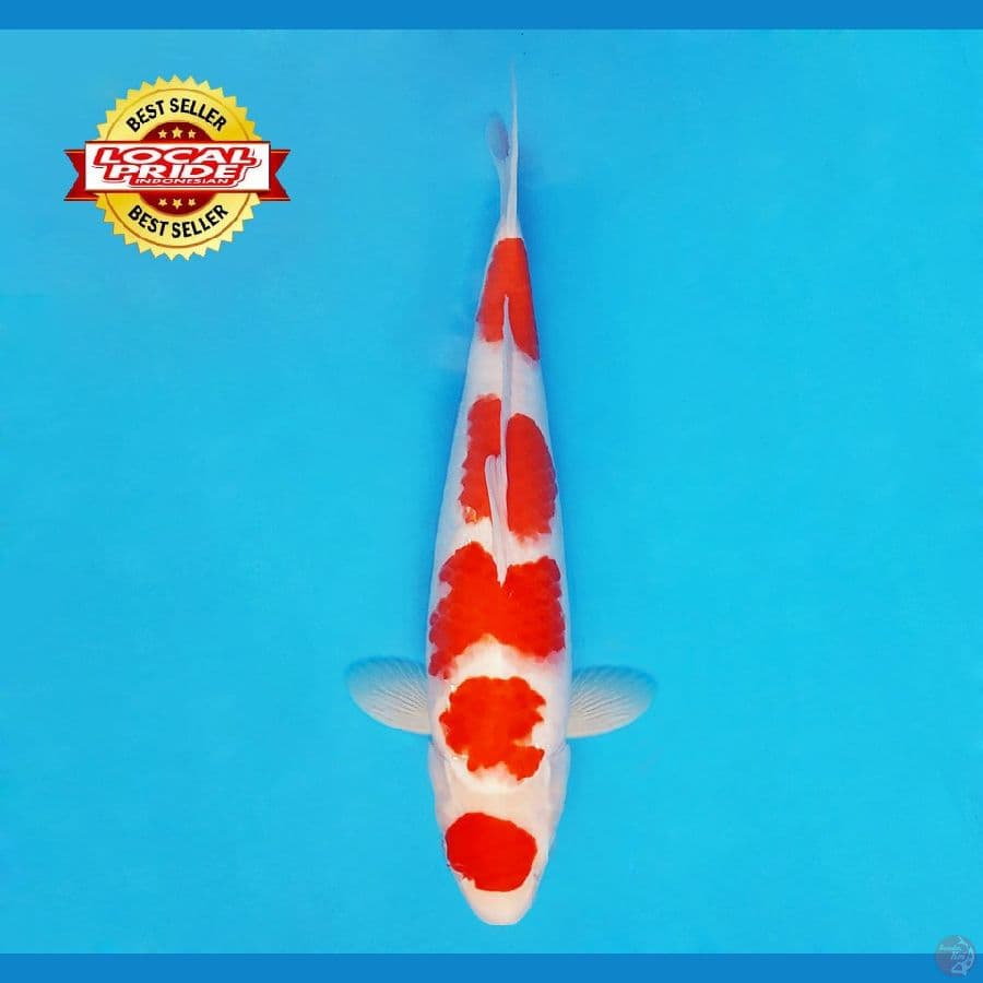 BANZAI 15 ~ Maruten Kohaku 37 cm/fm ™