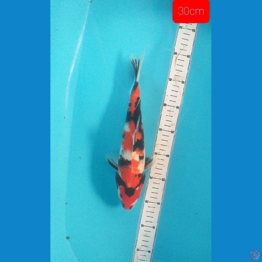 showa 30cm