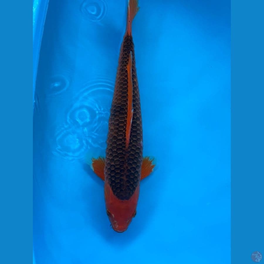 aka matsuba male 45cm HQ