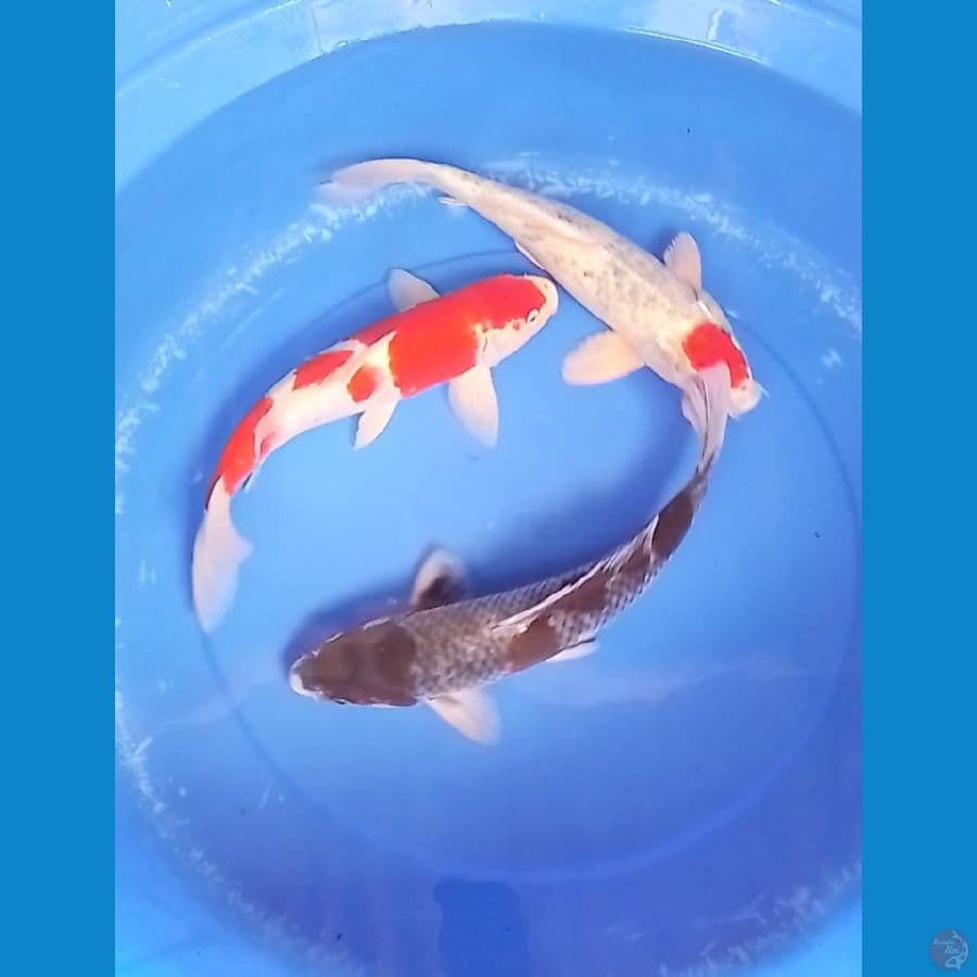 paket mix 3 ekor 34cm
