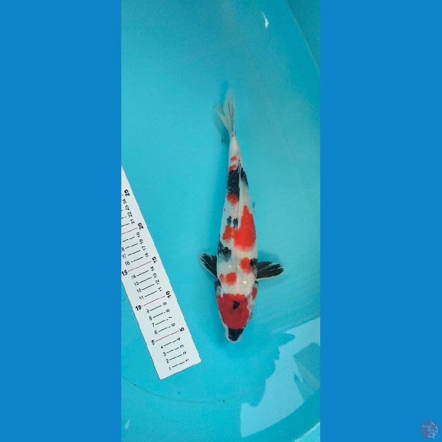 SHOWA 34 CM