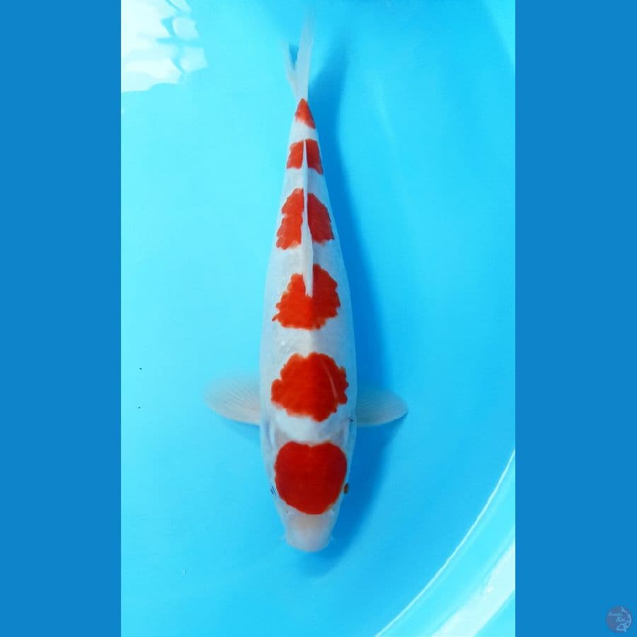 kohaku 30cm