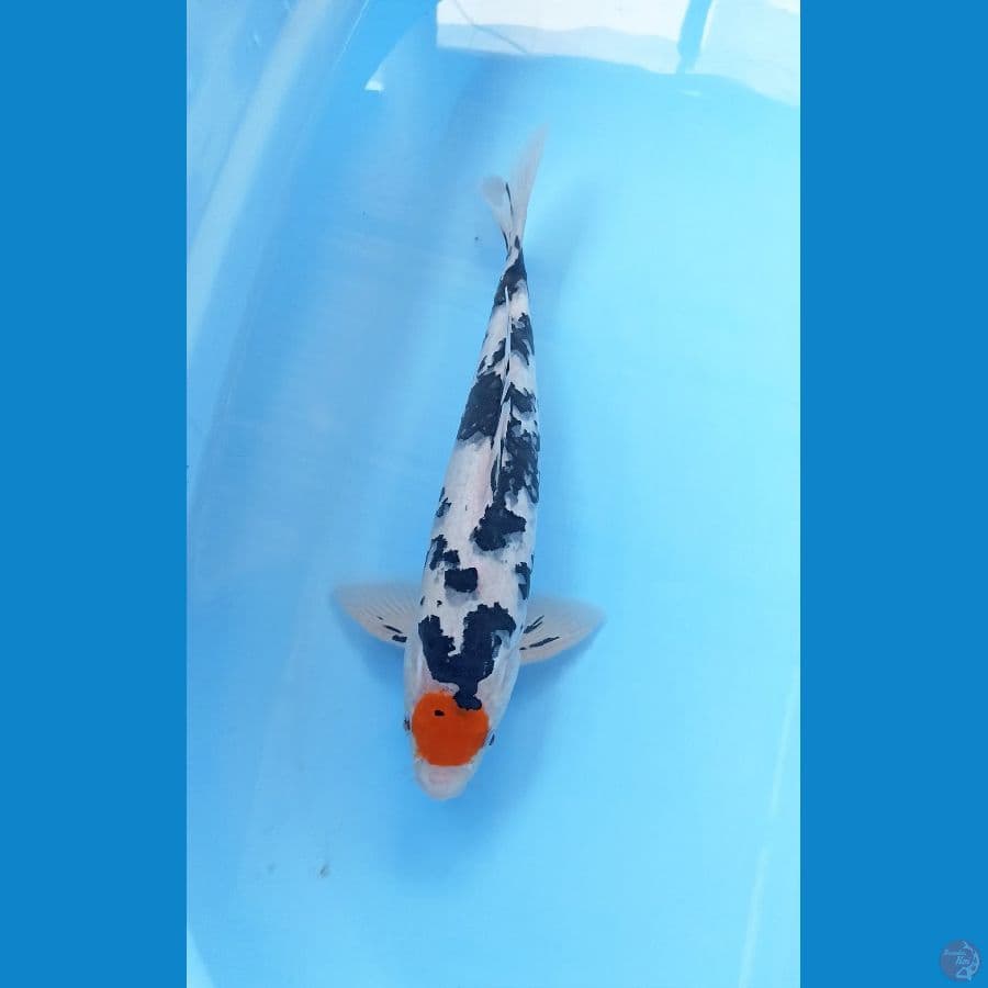 Tc sanke 35cm