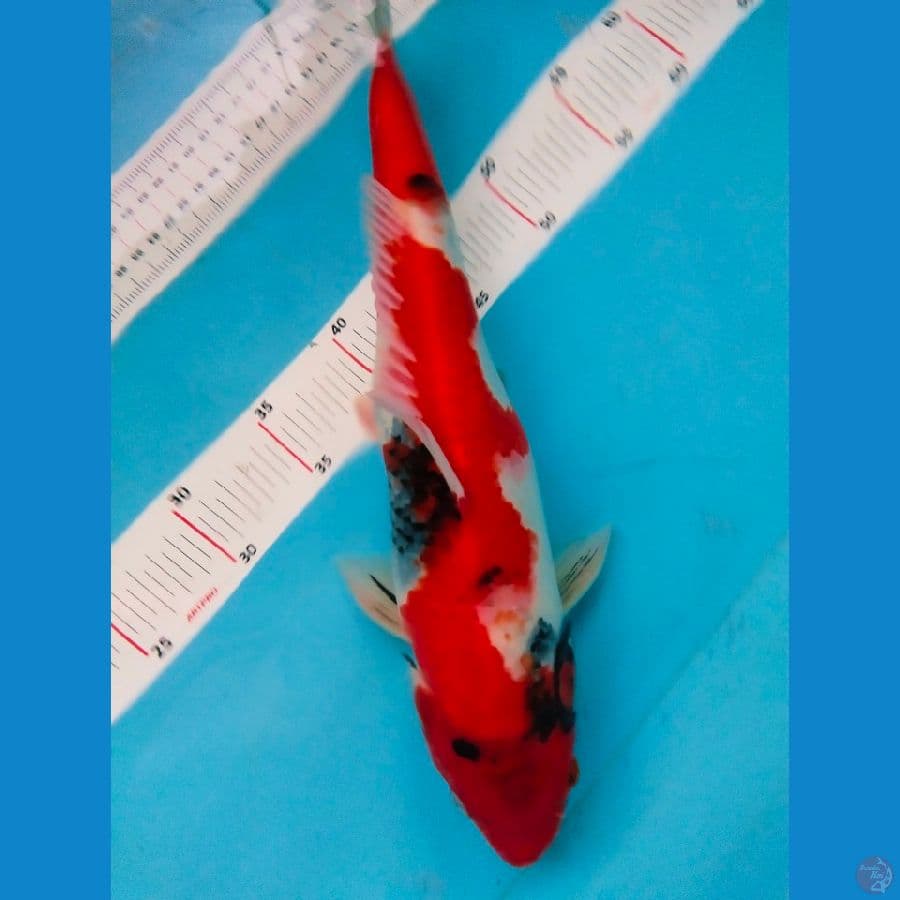 showa 37cm