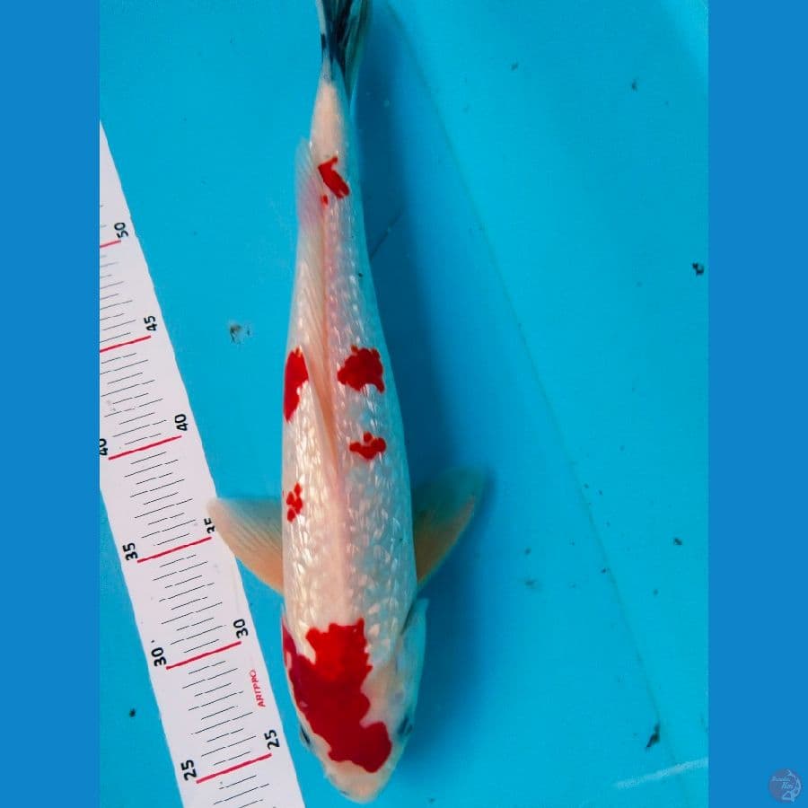 showa ginrin39cm