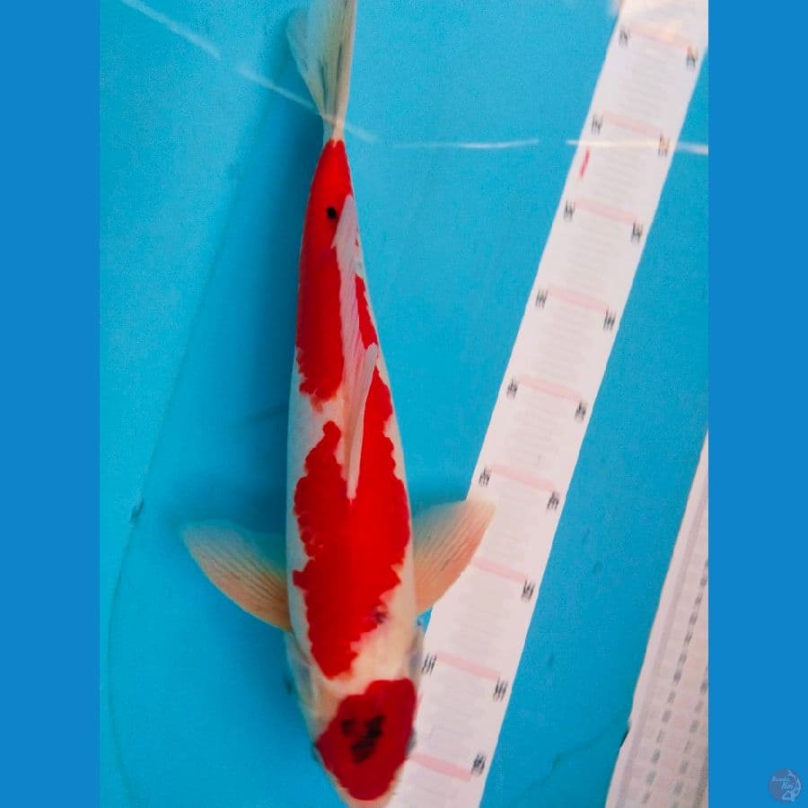 showa 39cm jantan