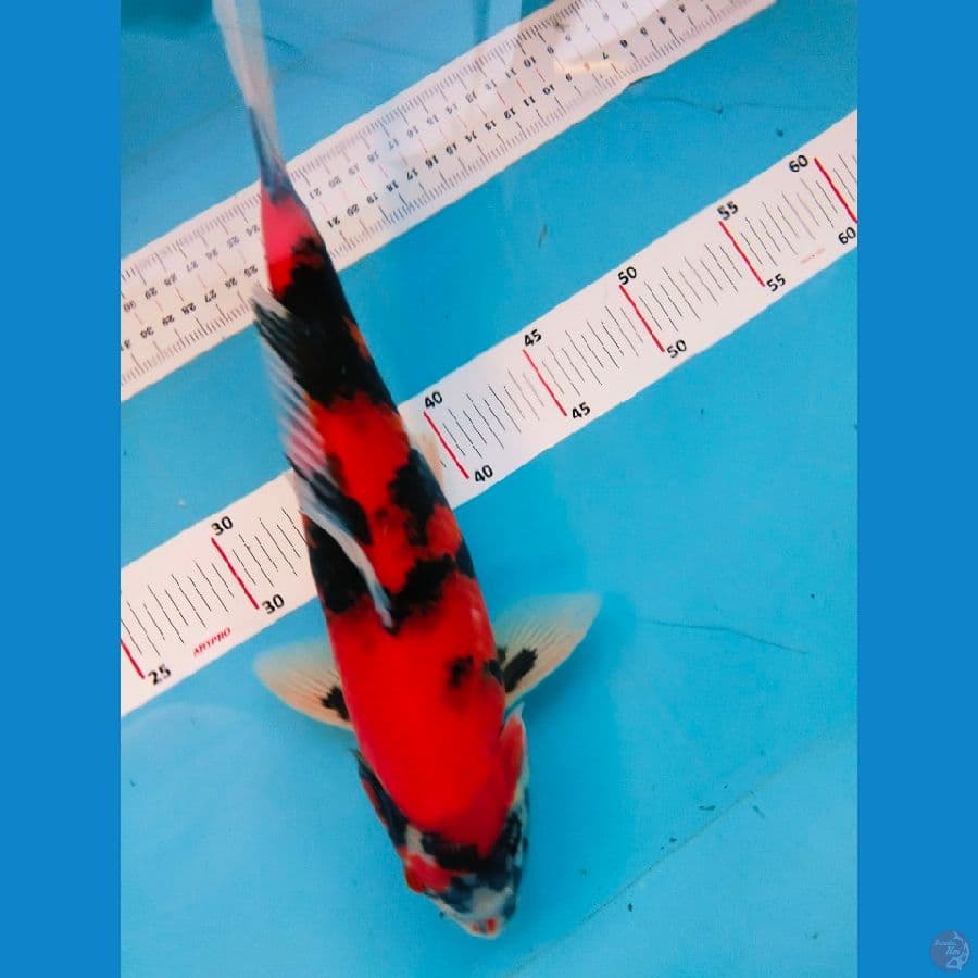 showa 35cm