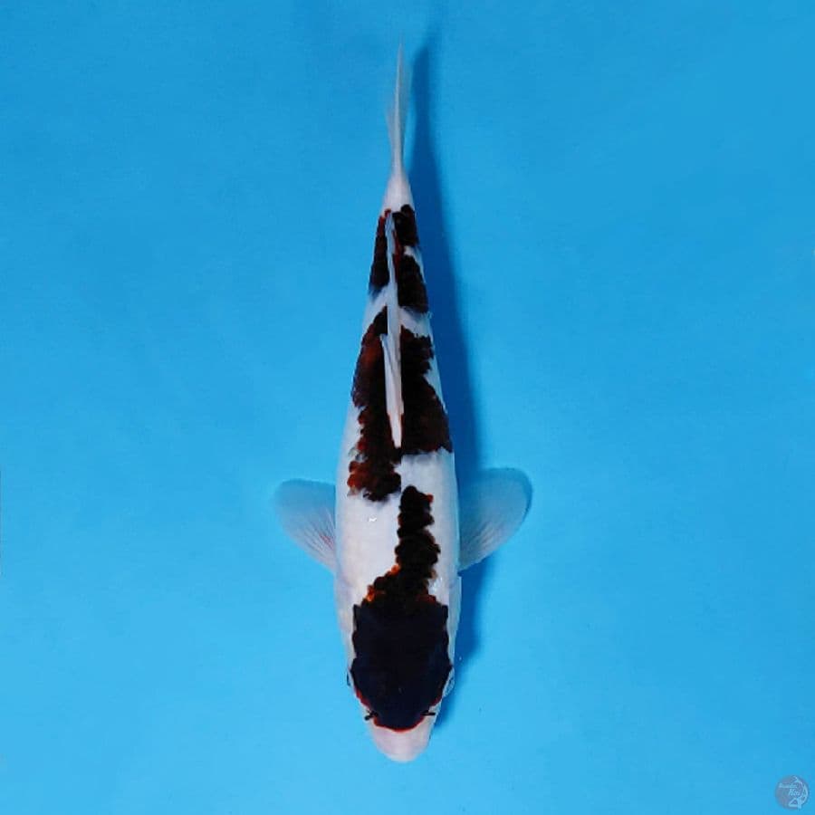 BUDO GOROMO SIROJI PUTIH 29CM FEMALE
