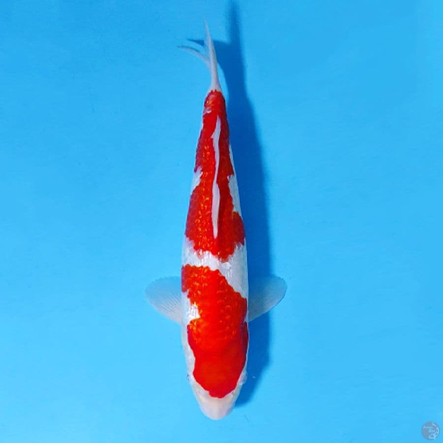 GINRIN KOHAKU SQ 29CM FEMALE